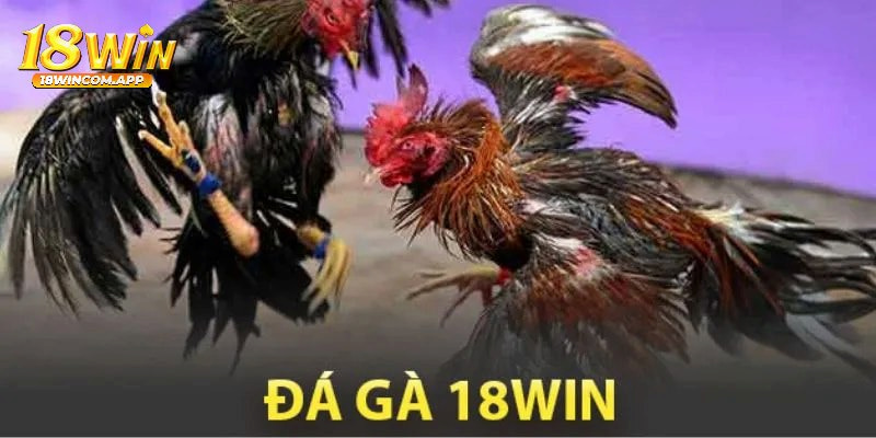 Hướng dẫn cách tập luyện giúp nâng cao thể lực và kỹ năng của gà chọi