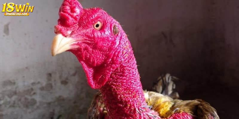 Tại sao cần quan tâm để ngoại hình gà chọi?